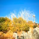 버드나무 이미지