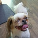 어리 Daum카페