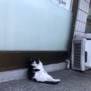 착한 고양이 이미지