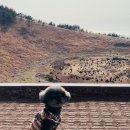 단비목장 이미지