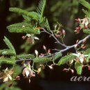 타마린드 이미지