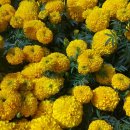 메리골드 이미지