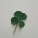 네일또와 이미지