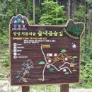 편백나무숲 이미지