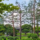 [도로]효원공원 담1 | 수원 가볼만한곳 사진찍기 좋은 효원공원월화원 + 배롱나무
