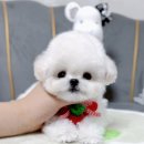 테디 켄넬 | 미니비숑 분양 후기 테디비숑 브리더 켄넬