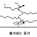 고품질 수박 재배 기술 이미지