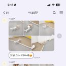 마조르댕 이미지