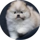 미스터 멍 애견샵 이미지