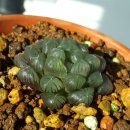 H.cooperi v truncate 이미지