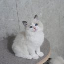 바비돌/픽시윙스캐터리 이미지