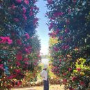 명품호텔세탁동백 | [공지] 제주 동백포레스트 개화현황(12월18일 현재)_숙소,맛집후기포함