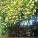 대구 핫플 목향장미 카페_ 큐바이쿼트🌼💛