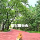 도당애견 이미지