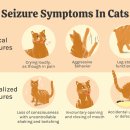 가좌동물병원 이미지