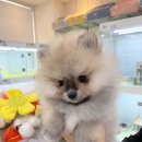 퍼스트독앤캣 이미지