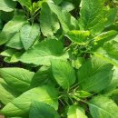 국용농장 이미지