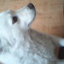 우리집막내 이미지