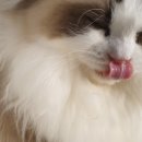 엘름트리 캐터리 이미지