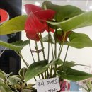 언니텔레콤 이미지