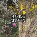 추석연휴 프로그램 - 겨울왕국 2 | 안양수목원 산책코스 후기 | 주차 예약 · 개나리 진달래 개화 상태 서울대 안양 가볼만한곳