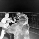1949년에 실제 벌어진 인간 복서 vs 불곰 대결 이미지