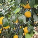 귤하우스 이미지