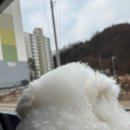 꽃이랑개랑 이미지