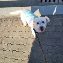 안정현동물병원 | 안정현 동물병원 - 반려동물 치료의 믿음직한 동반자!