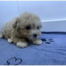도그마루 고양이 강아지 무료분양 이미지