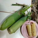 들풀농장 이미지