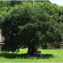 함평 이재혁가옥 이미지