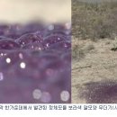 가운데