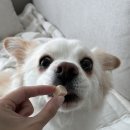 롱런하개 이미지