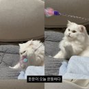 몽그라미 이미지