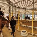 충무승마장 이미지