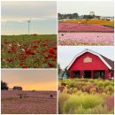 안성(서울) | 아이랑 가을나들이 서울근교 꽂구경 안성팜랜드 실시간 후기