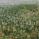 올레풍차 이미지