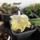 스트렙토카르프스 이미지