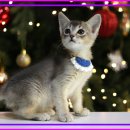 하나로차이야기(주) | 하남고양이분양 후기 : 미사에서 시작해 도레미캣까지, 우리집 첫 고양이 이야기 :)