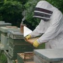 스마트 기술이 세계의 꿀벌을 구하는 데 어떻게 도움이 될 수 있는지 이미지