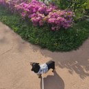 탑 동물병원 | 서초동물병원 탑벳동물병원 강아지건강검진 후기