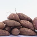 법인송시마을주
