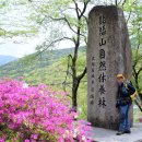 달성군 : 비슬산 참꽃문화제 답사(2017/ 04/25일. 화.) 1 이미지