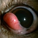 더본 동물병원 이미지