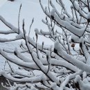 첫눈이네집 이미지