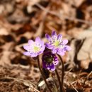 편백연 관광농원 이미지