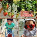 정남농장 | 장스베리 딸기체험농장🍓 | 수원 인근 딸기체험 5월 아이랑 가볼만한곳