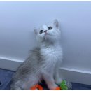 행복한강아지 이미지