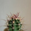 강수농장 이미지